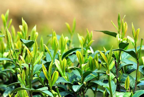 茶葉産品宣傳篇
