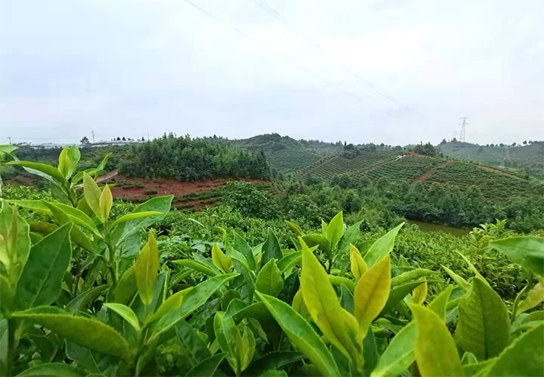恒佰豐-茶園基地(dì / de)01.jpg